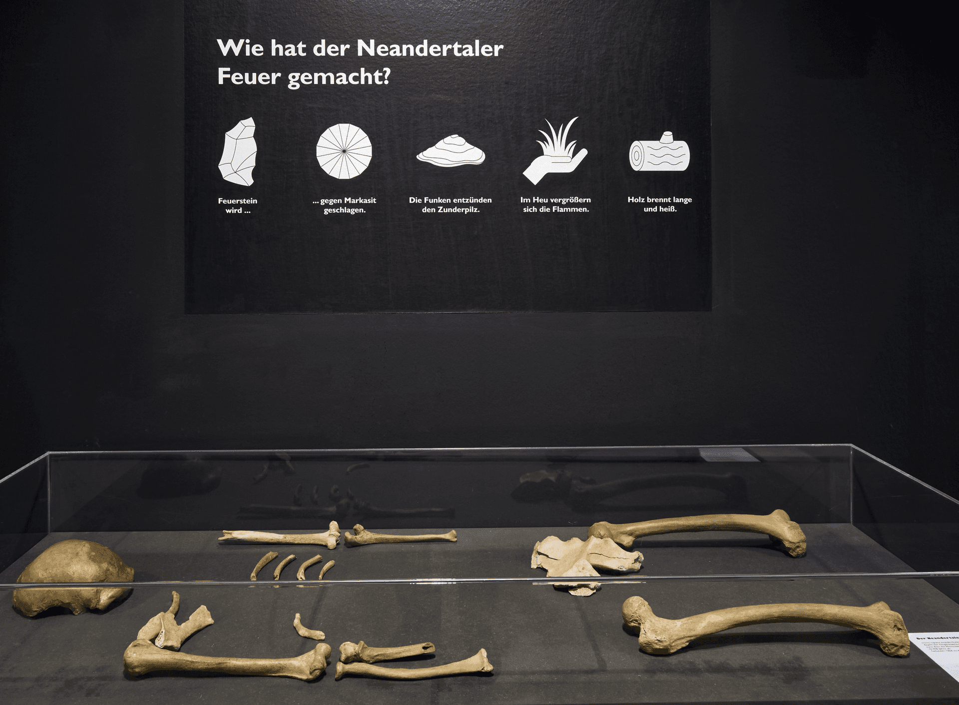 Vitrine mit Neandertaler-Knochen unter der Rätseltafel „Wie hat der Neandertaler Feuer gemacht?“ – Foto: Jürgen Vogel LVR-Landesmuseum Bonn